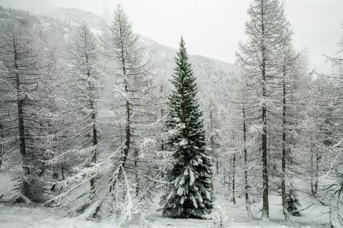 Snow